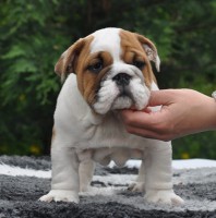GIORGIA FEMMINA DI BULLDOG INGLESE